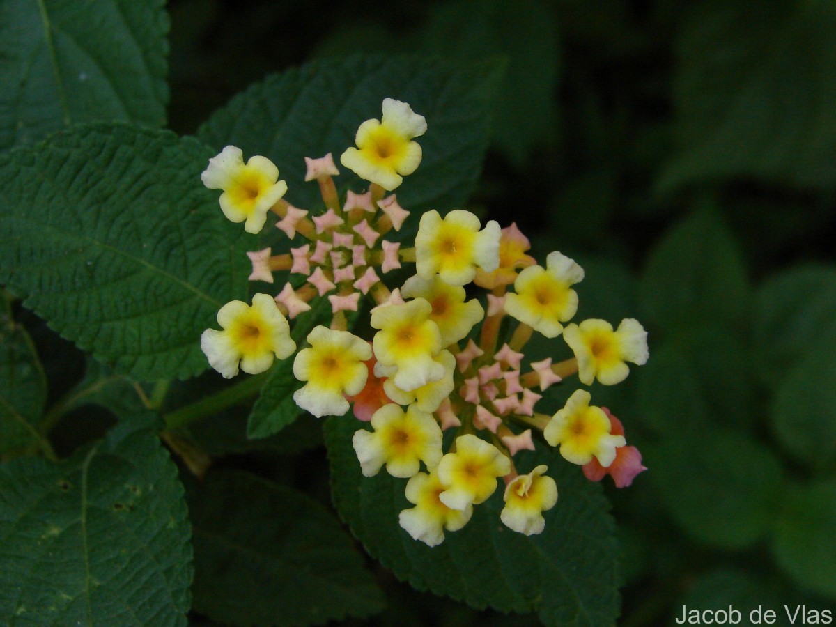 Lantana camara L.